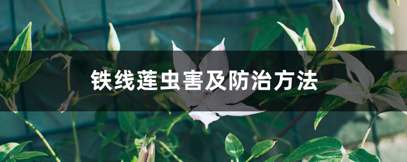 铁线莲虫害及防治方法