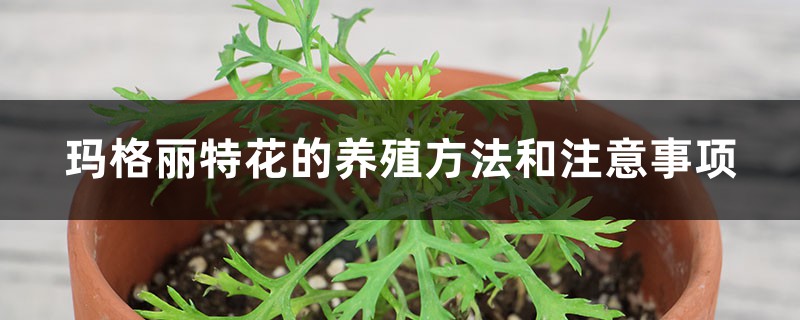 玛格丽特花的养殖方法和注意事项