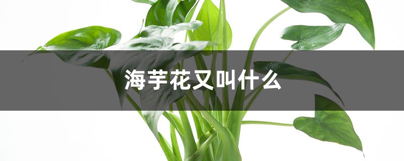 海芋花又叫什么