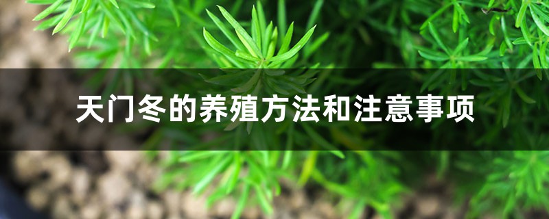 天门冬的养殖方法和注意事项