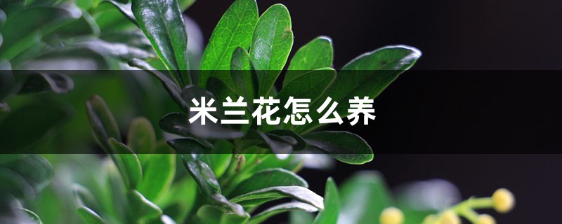 米兰花怎么养