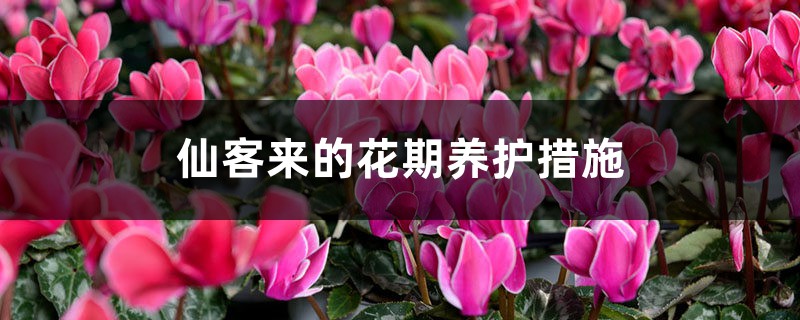 仙客来的花期养护措施