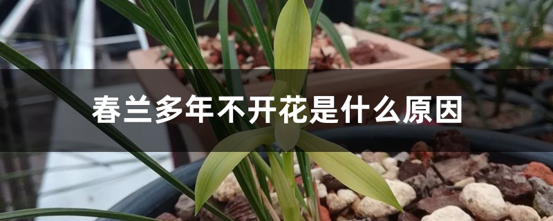 春兰多年不开花是什么原因