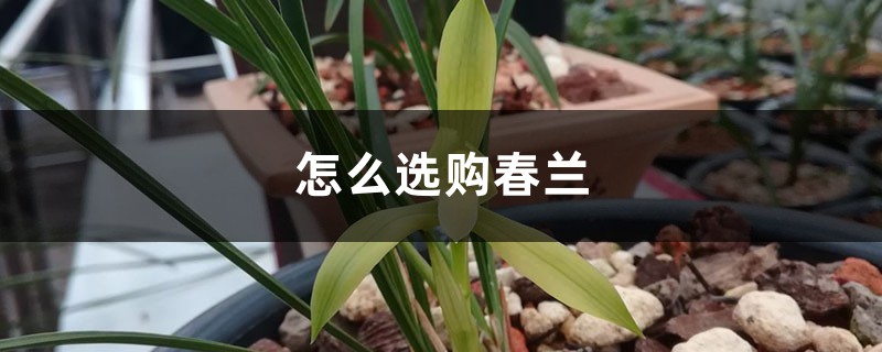 怎么选购春兰