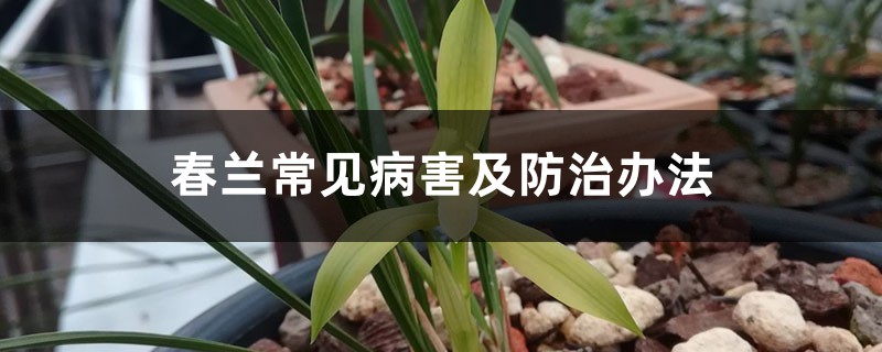 春兰常见病害及防治办法