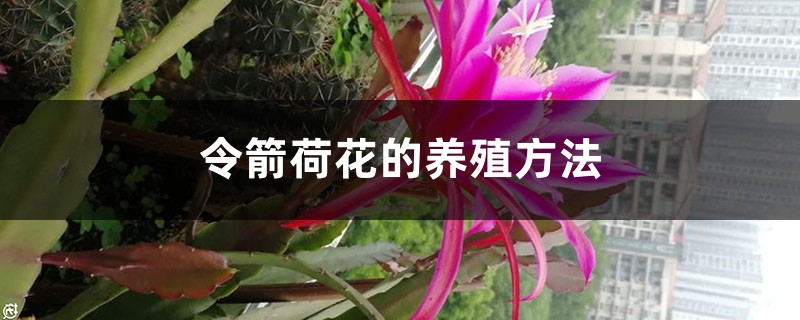 令箭荷花的养殖方法