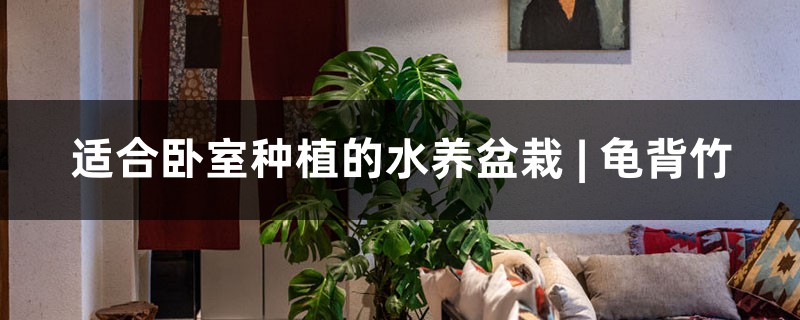 适合卧室种植的水养盆栽 | 龟背竹