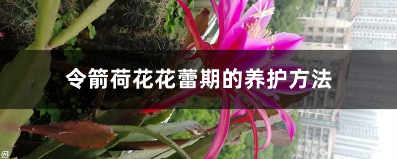 令箭荷花花蕾期的养护方法