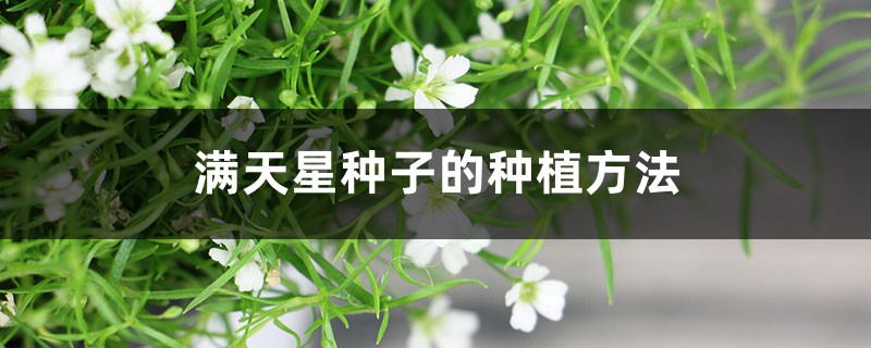 满天星种子的种植方法