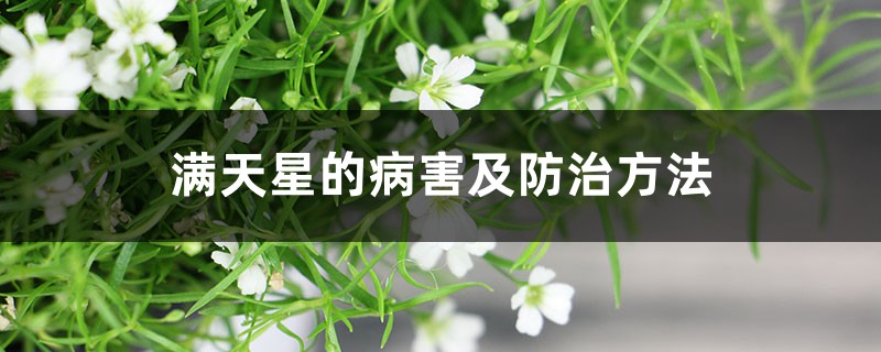 满天星的病害及防治方法