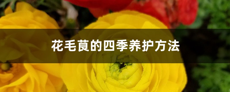 花毛茛的四季养护方法