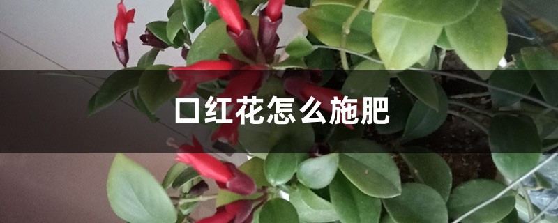 口红花怎么施肥