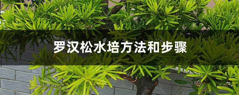 罗汉松水培方法和步骤