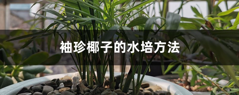 袖珍椰子的水培方法