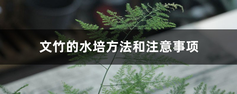 文竹的水培方法和注意事项