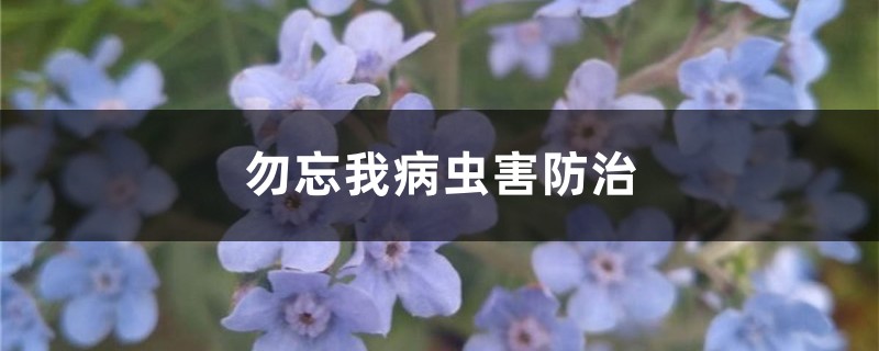 勿忘我病虫害防治