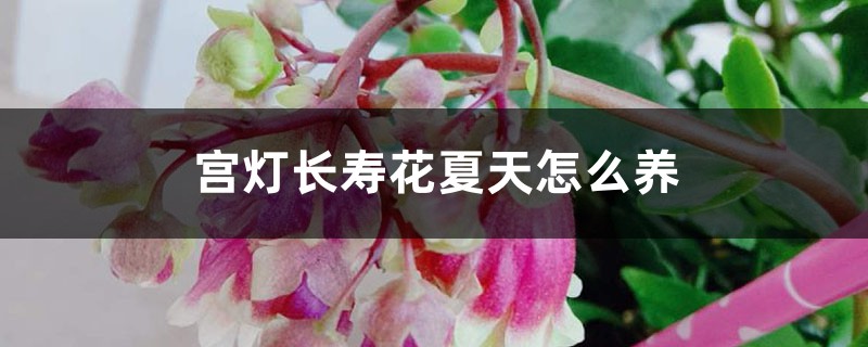 宫灯长寿花夏天怎么养