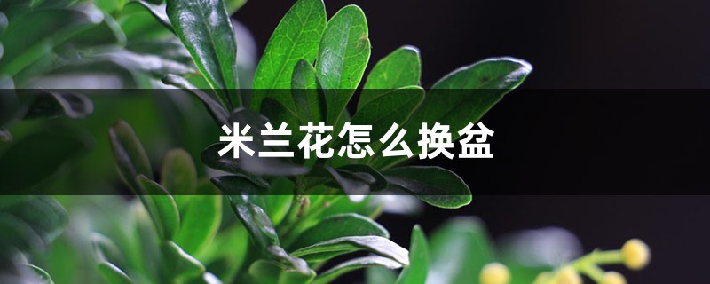 米兰花怎么换盆