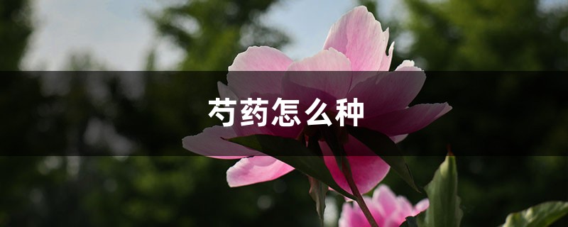 芍药怎么种