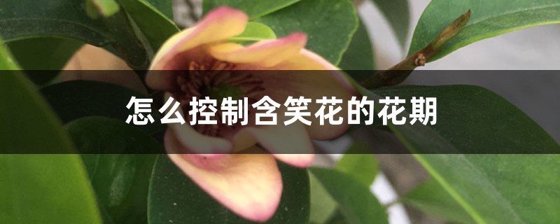 怎么控制含笑花的花期