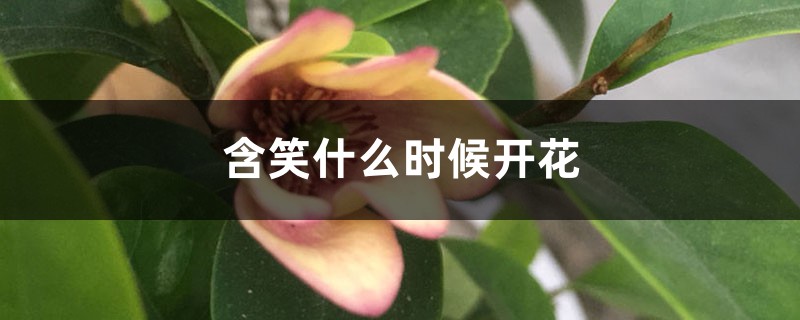 含笑什么时候开花