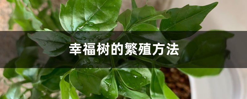 幸福树的繁殖方法