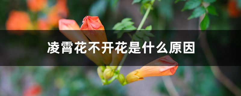 凌霄花不开花是什么原因