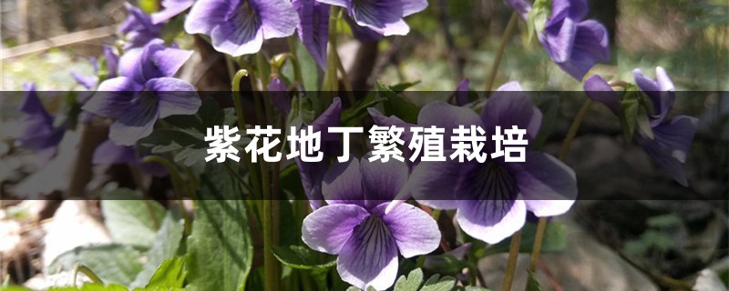 紫花地丁繁殖栽培