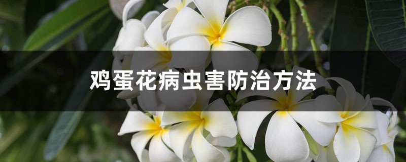 鸡蛋花病虫害防治方法