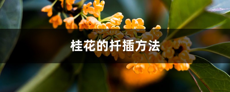 桂花的扦插方法