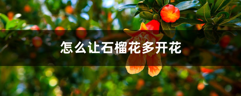 怎么让石榴花多开花