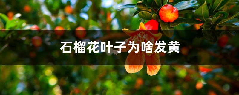 石榴花叶子为啥发黄