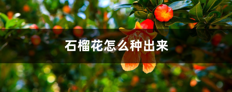 石榴花怎么种出来