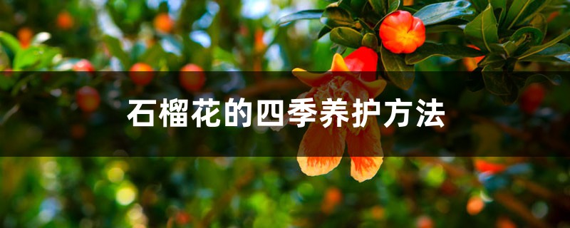 石榴花的四季养护方法