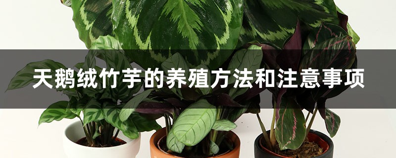 天鹅绒竹芋的养殖方法和注意事项