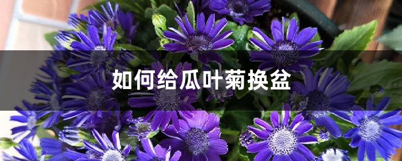 如何给瓜叶菊换盆