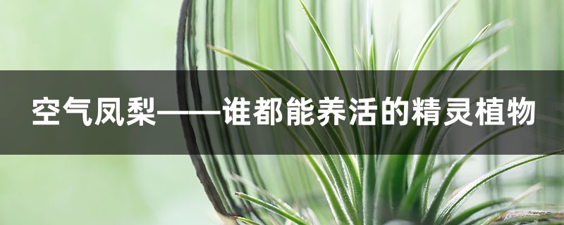 空气凤梨——谁都能养活的精灵植物