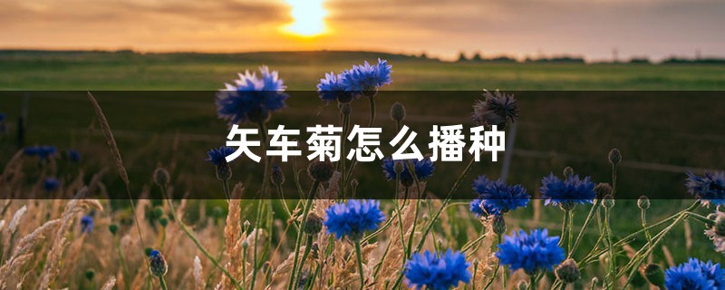 矢车菊怎么播种