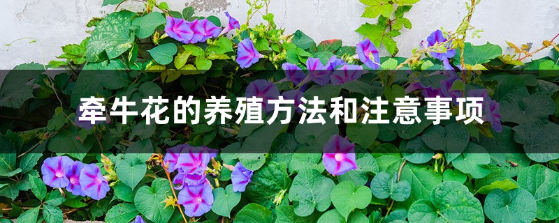 牵牛花的养殖方法和注意事项