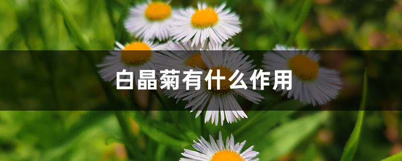 白晶菊有什么作用