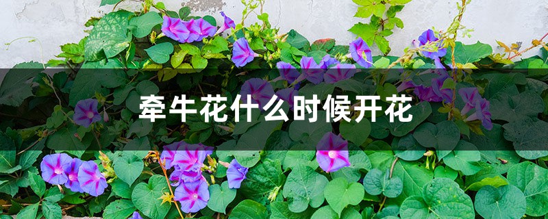 牵牛花什么时候开花