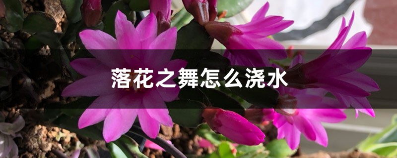 落花之舞怎么浇水