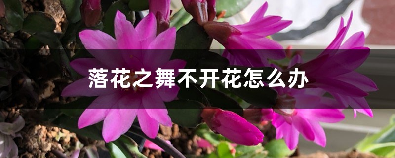 落花之舞不开花怎么办