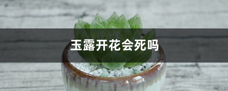 玉露开花会死吗