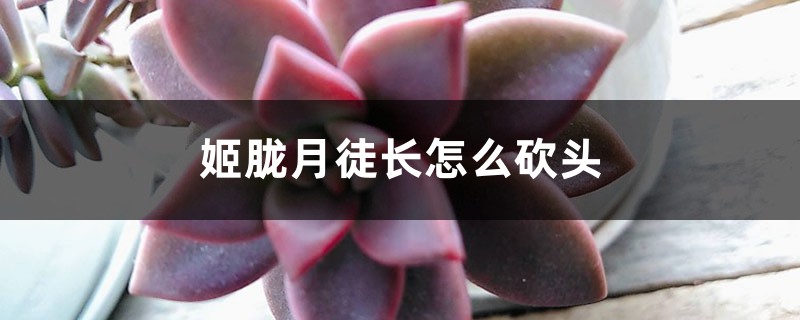 姬胧月徒长怎么砍头