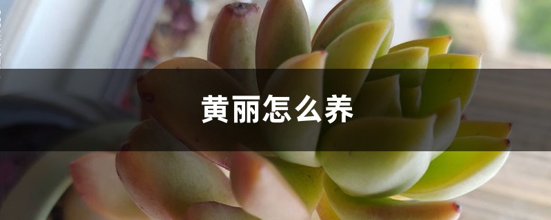 黄丽怎么养