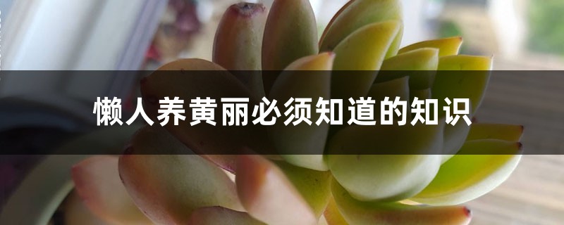 懒人养黄丽必须知道的知识