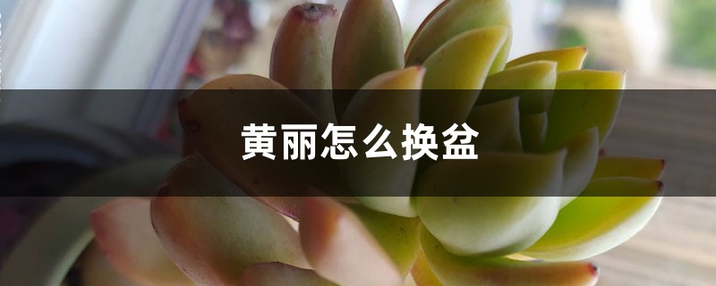 黄丽怎么换盆