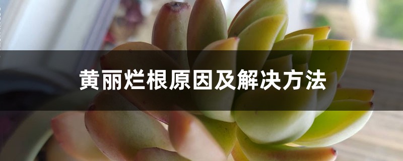 黄丽烂根原因及解决方法