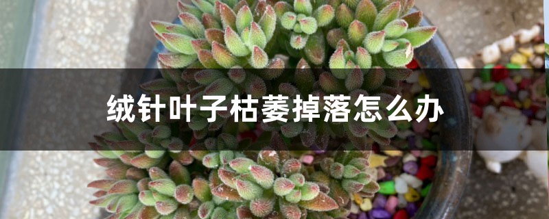 绒针叶子枯萎掉落怎么办